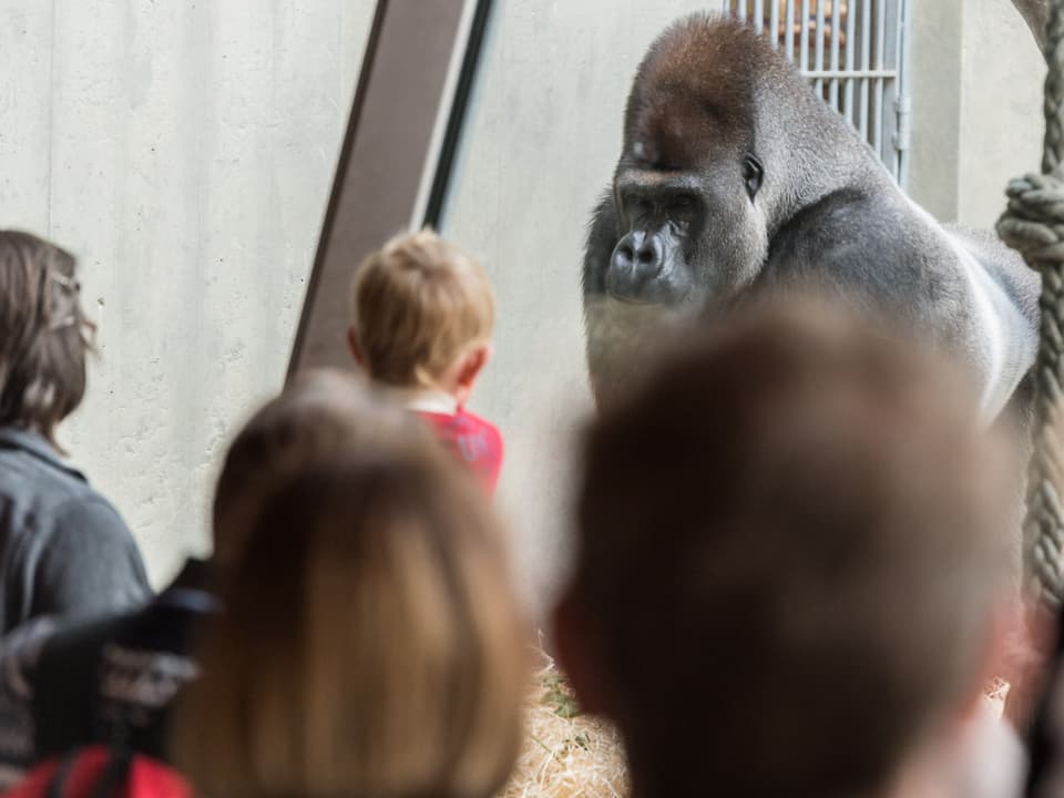 M'Tongè wird an der Glasscheibe des Geheges im Basler Zoo von einem kleinen Jungen bewundert.
