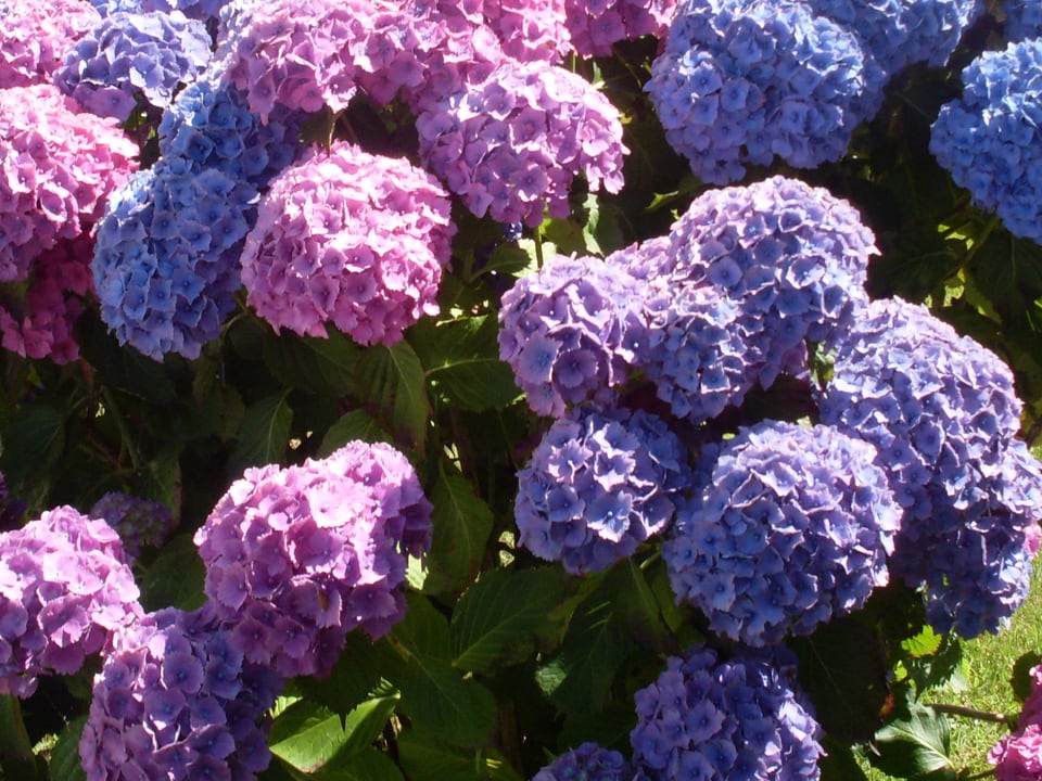Hortensien-Buch mit blauen und rosafarbenen Blüten