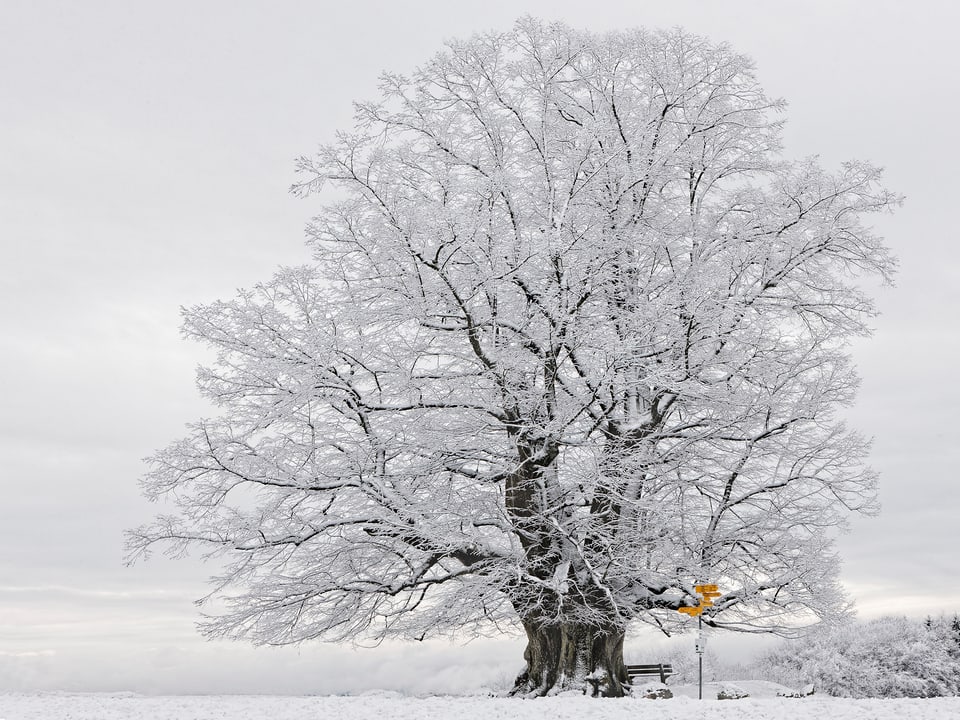 Auf einer Anhöhe steht eine mächtige und wunderschöne Linde. Anstatt Blätter sind alle Äste mit Schnee belegt. Unter dem Baum steht eine Bank und daneben ein Wegweiser.