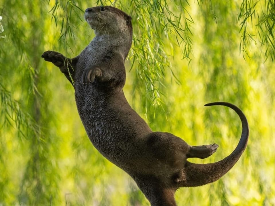 Auf dem Bild ist ein Otter zu sehen.