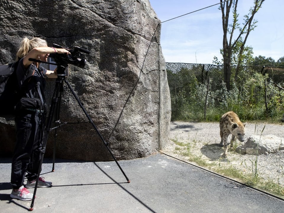 Eine Hyäne lässt sich hinter einer Glasscheibe von einer Journalistin fotografieren.