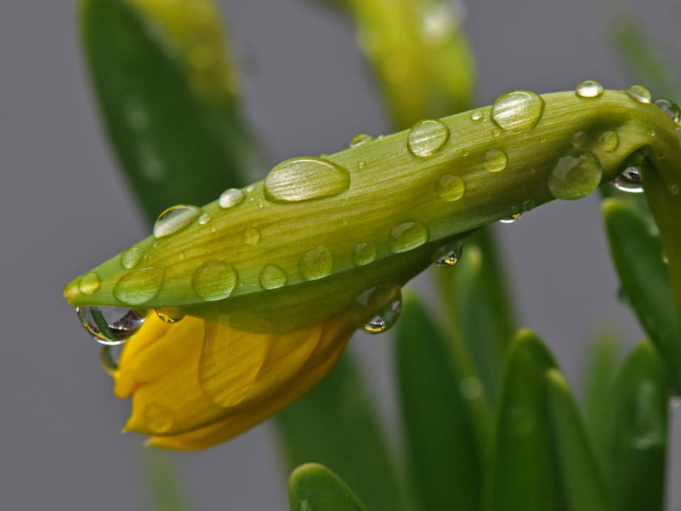 Ein  Märzenbecher wartet auf das Aufblühen Regentropfen liegen auf der Pflanze.