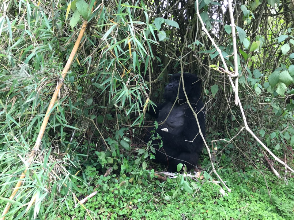 Ein Gorilla sitzt unter dem Dickicht und scheint, etwas zu essen.