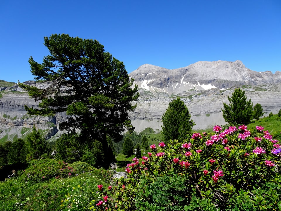 Arven und Alpenrosen im Vordergrund, Berge im Hintergrund.