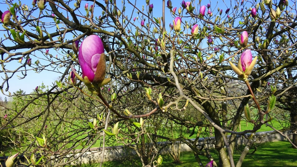 Blühende Magnolie in Riehen