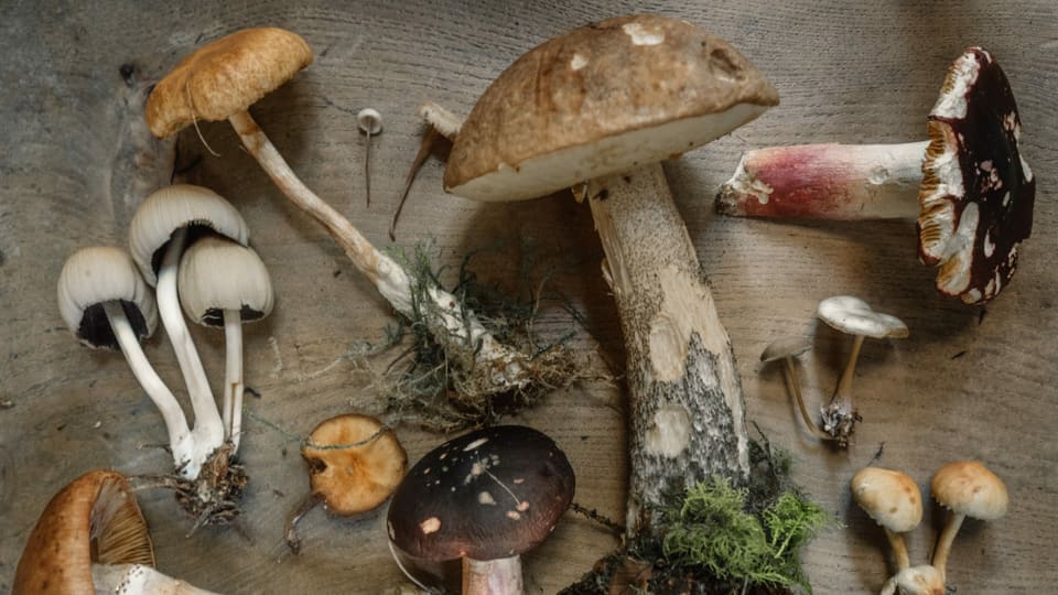 verschiedene gesammelte Pilze auf einem Holztisch