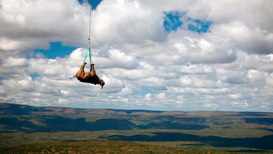 Symbolbild: Ein Nashorn hängt kopfüber an einem Transportseil eines Helikopters.