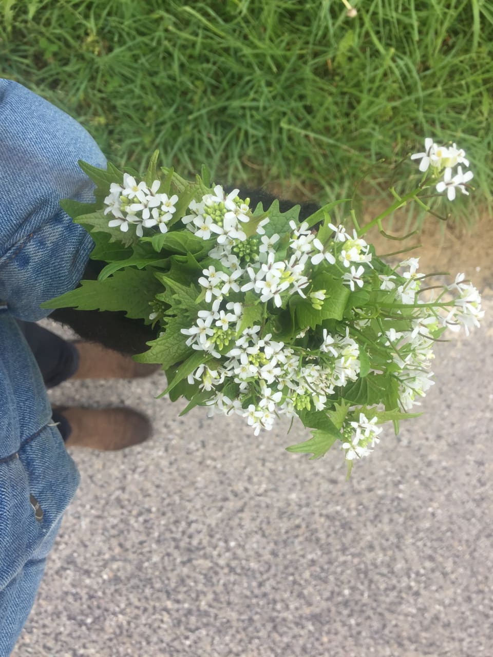 Auch die Blüten sind essbar und sind leicht scharf.