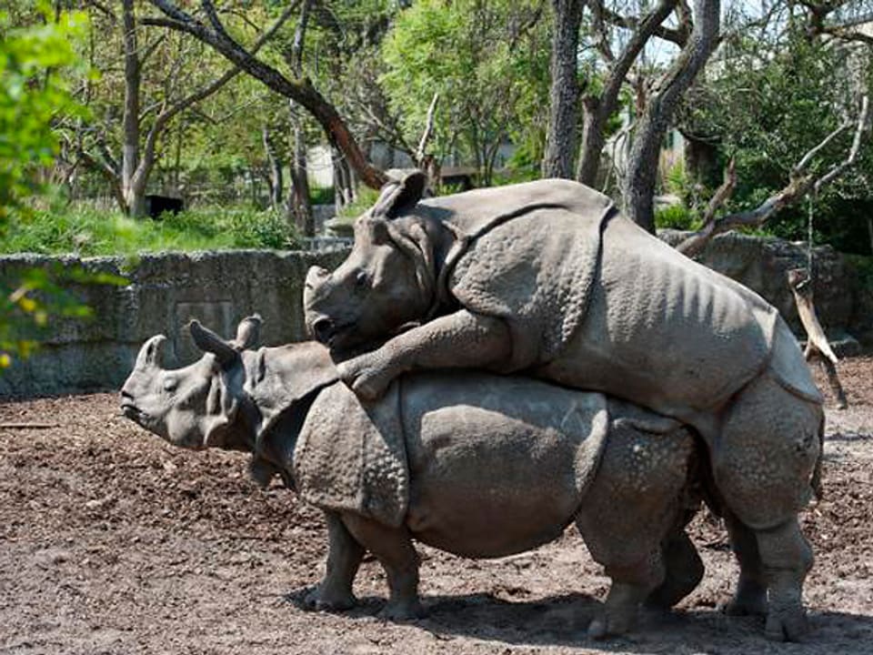 Ein Nashornmännchen besteigt ein Weibchen im Zoogehege.
