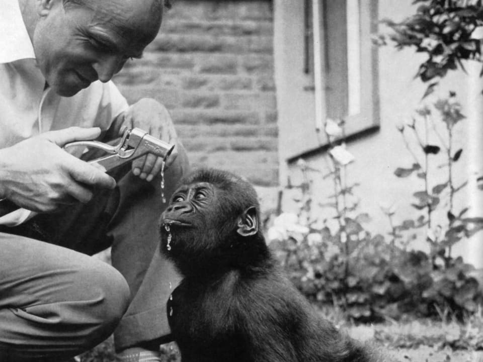 Mann und Gorillajunges spielen mit Gartenschlauch.