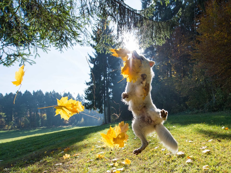 Ein Hund springt mit trockenen Blättern in die Höhe.