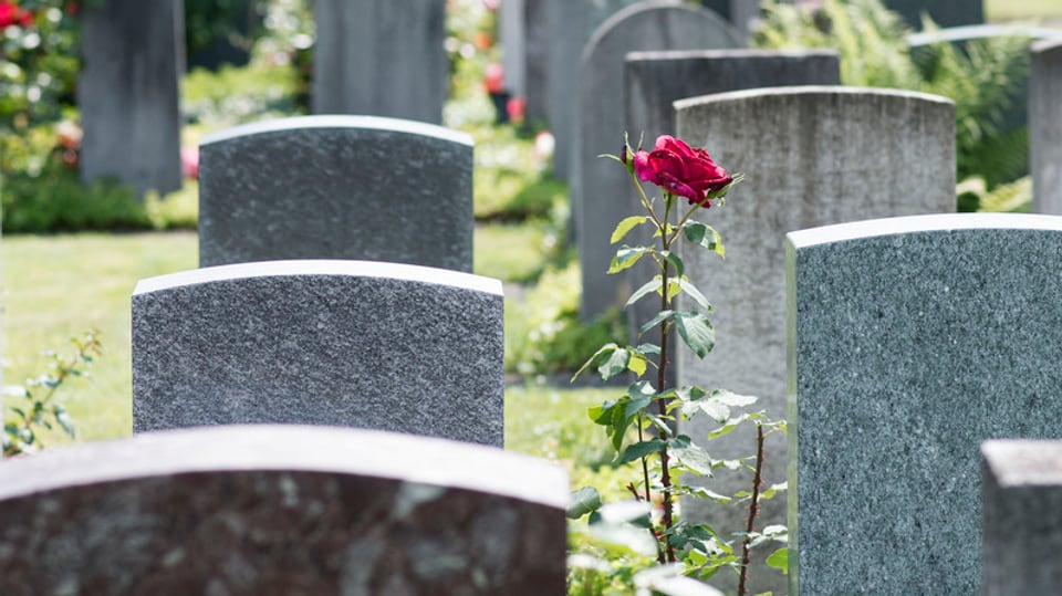 Grabsteine, dazwischen eine Rose