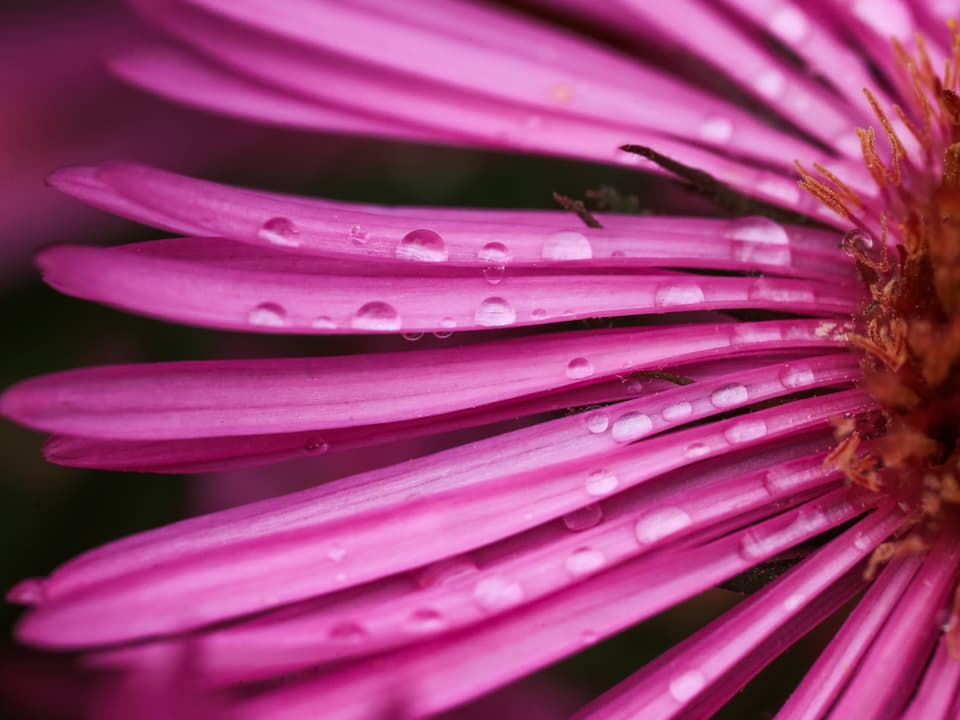 Auf einer lila Blüte sind Regentropfen zu sehen.