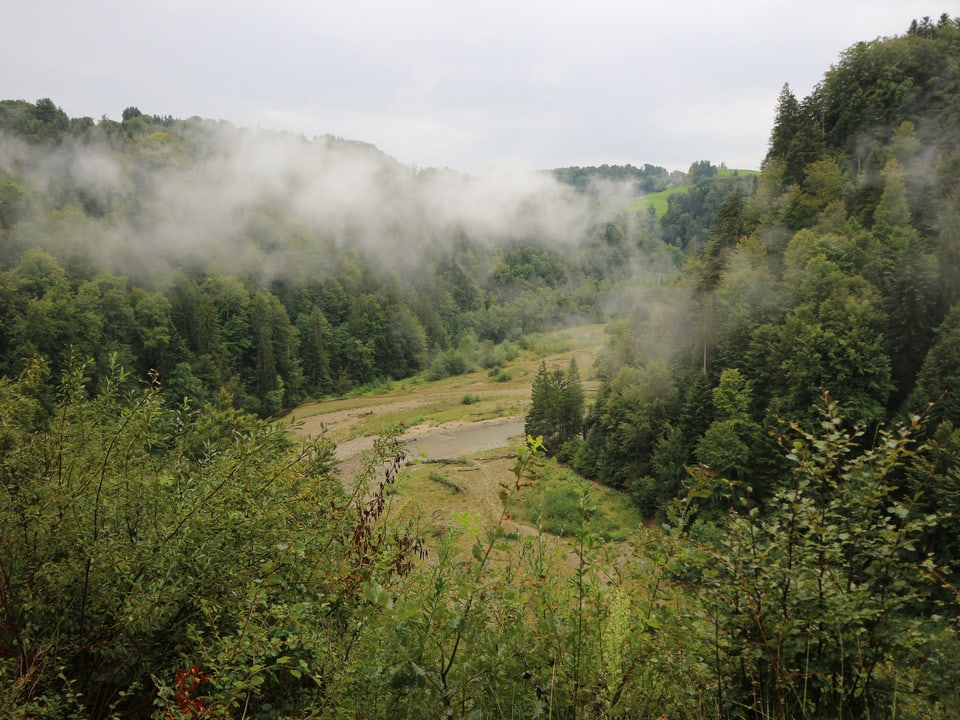 Blick von einem Hügel auf eine bewaldete Fläche mit einem Fluss, über die Nebelschwaden ziehen.