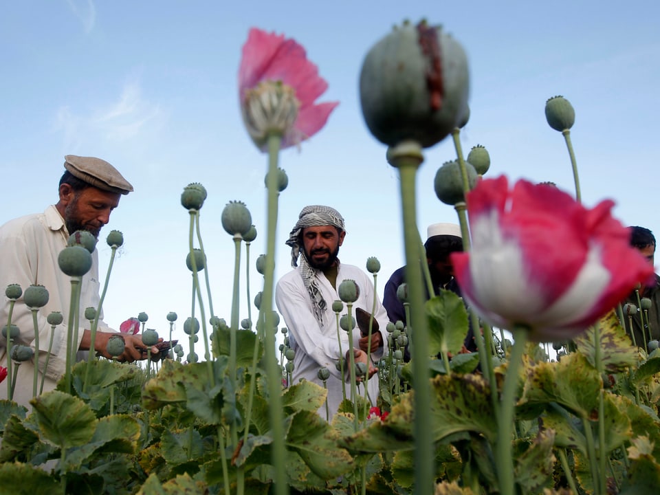 Afghanische Arbeiter auf Mohnfeld
