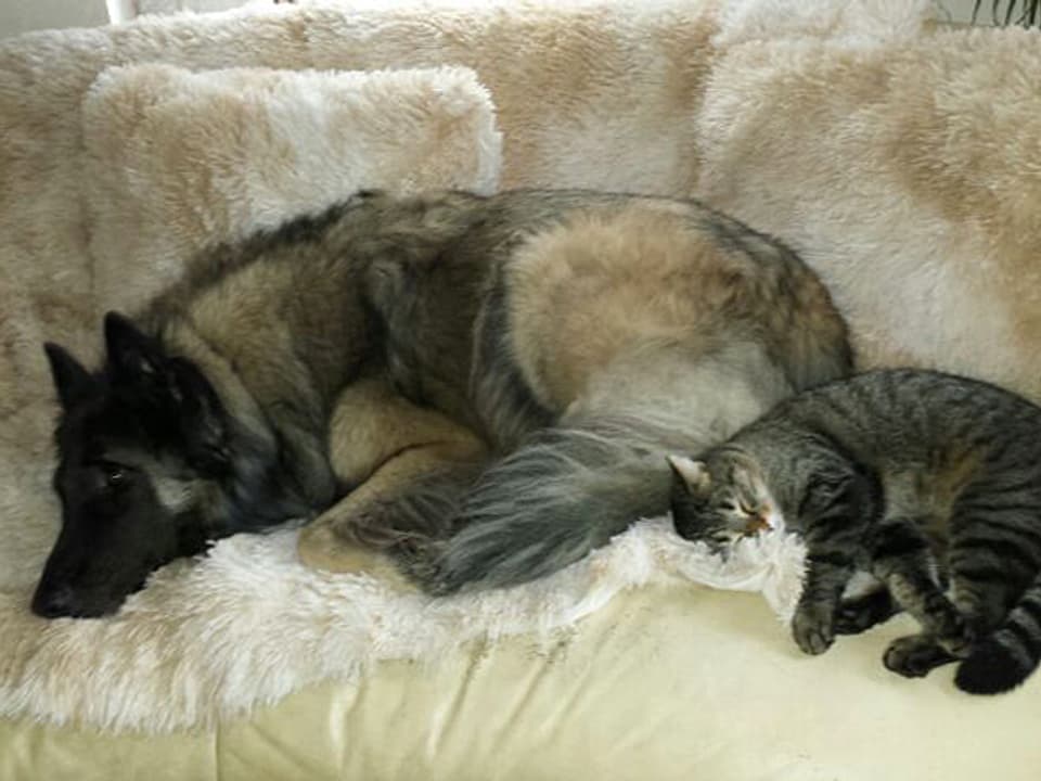 Hund und Katze auf dem Sofa.