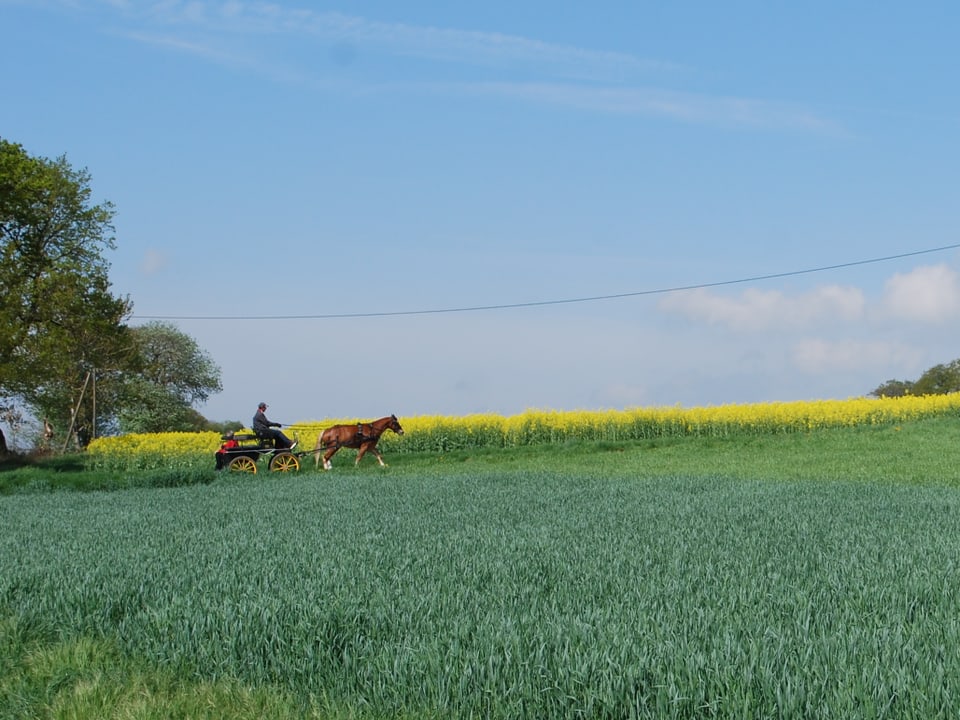 Pferdekutsche in lieblicher Landschaft. 