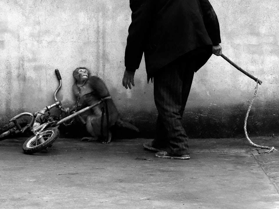 Trainer mit Affe