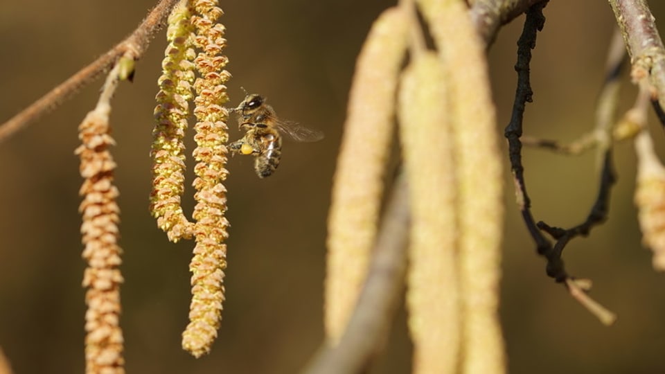 Eine Biene schwebt um Birkenblühten herum.