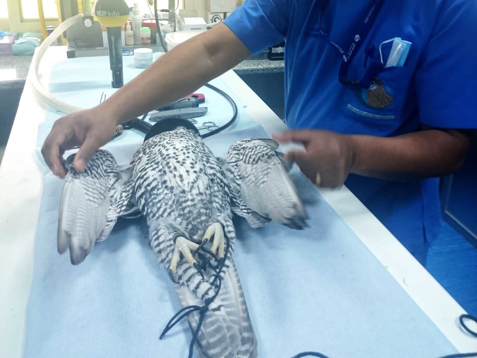 Ein Tierarzt im blauen Kittel breitet die Flügel eines liegenden Falken aus.