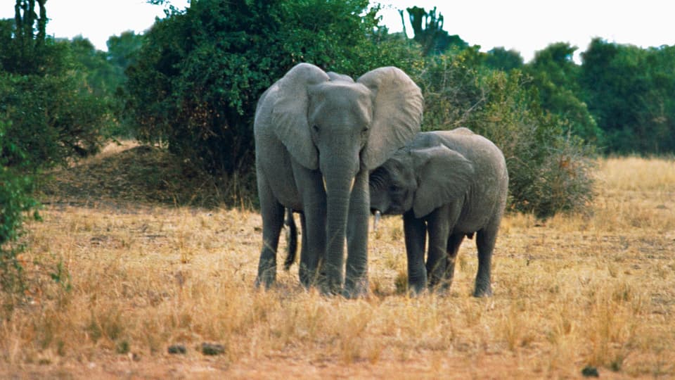 Mehrere Elefanten 