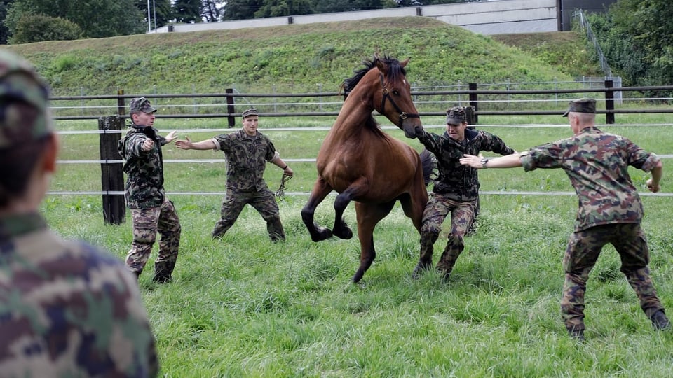 Armeeangehörige und ein Pferd