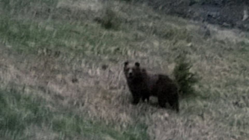 Ein dunkelbrauner Bär auf einer Alpwiese schaut in die Kamera.