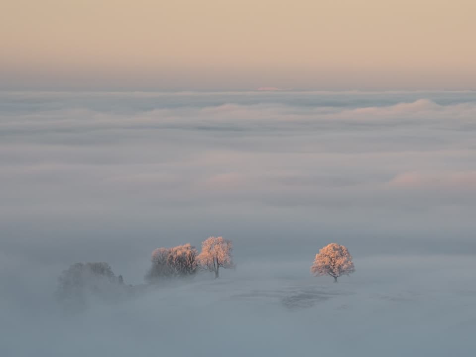 Kurz nach Sonnenaufgang erleuchte die Sonne das Nebelmeer und mit Raureif belegte Bäume.