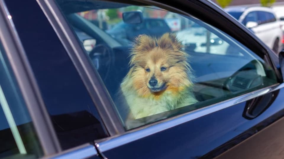 Archiv: Bei Hitze Hunde nie im Auto zurücklassen