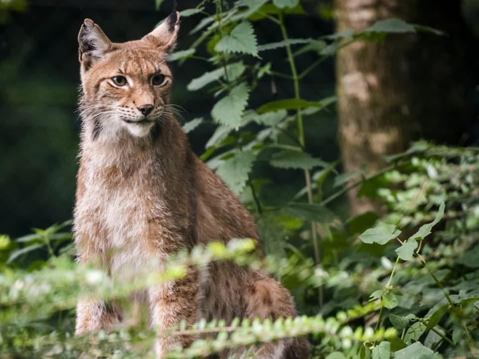 Luchs