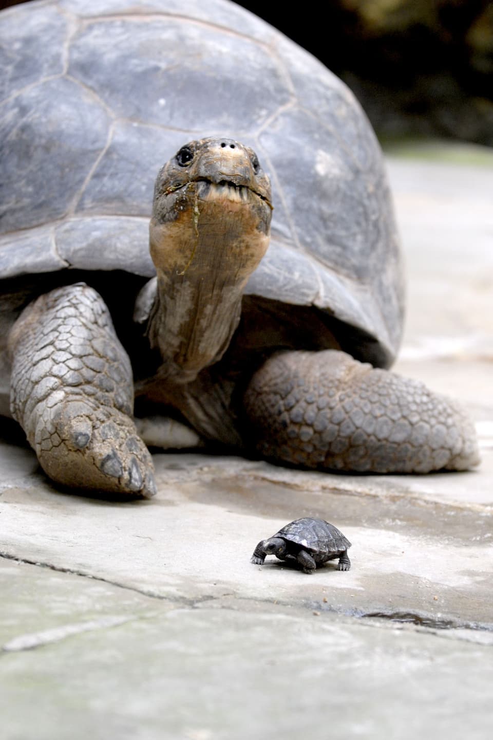 Eine Schildkröte mit ihrem Baby.