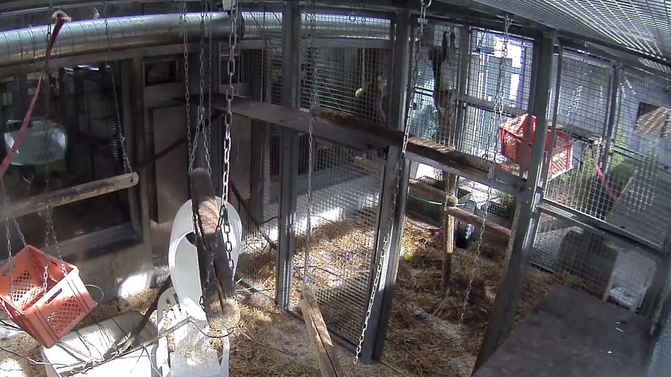 Ein Affe sitzt in einem grossen Käfig im Tierversuchslabor an der Universität Zürich.