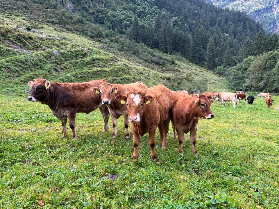 Rinder sind auf einer Alp im Kanton Uri zu sehen.