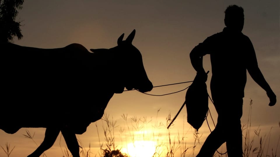 Mann mit Kuh vor Sonnenuntergang.