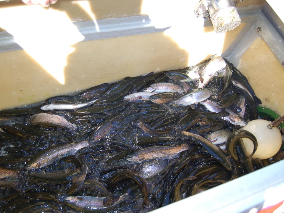 Viele Fische tummeln sich in Wanne auf Boot.