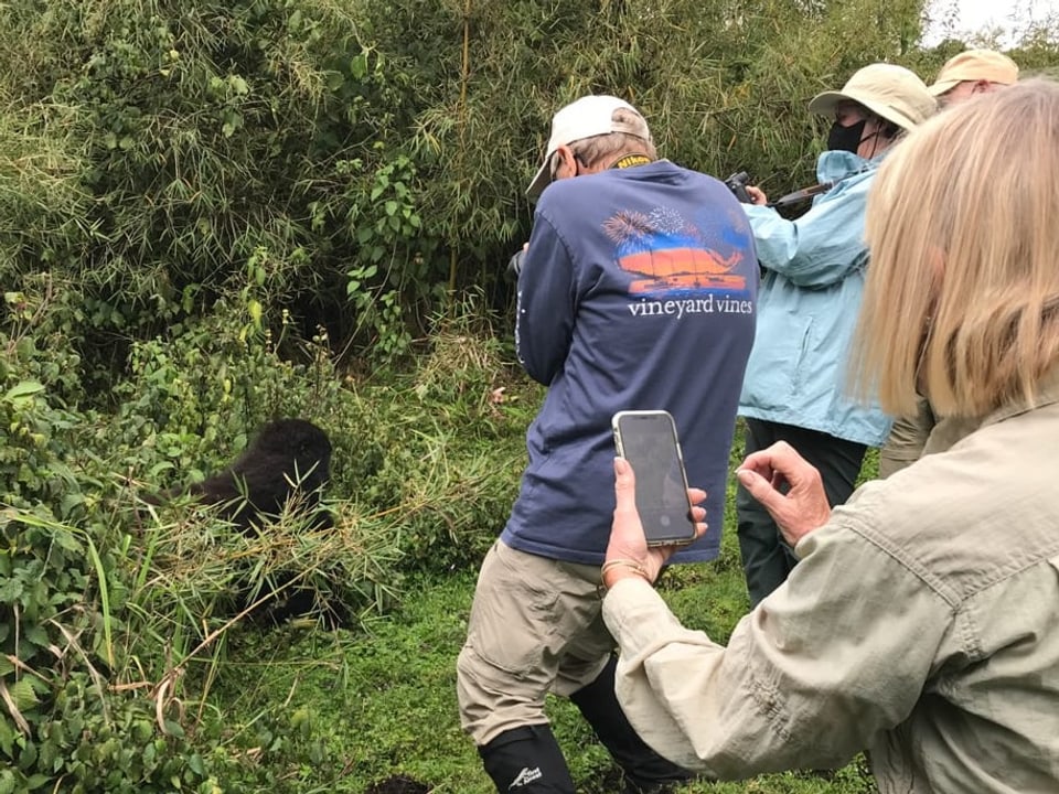 Drei Touristen zückten die Kameras und fotografieren ein Gorilla-Baby aus wenigen Metern Entfernung.