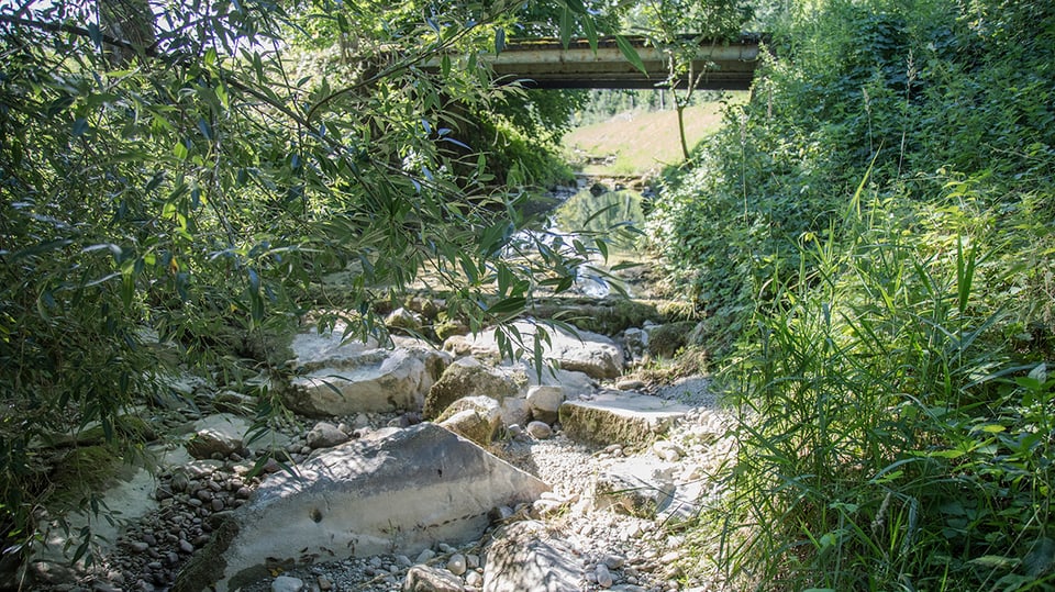 Trockenes Flussbett, Steine, grüne Pflanzen am Ufer der Thur. 