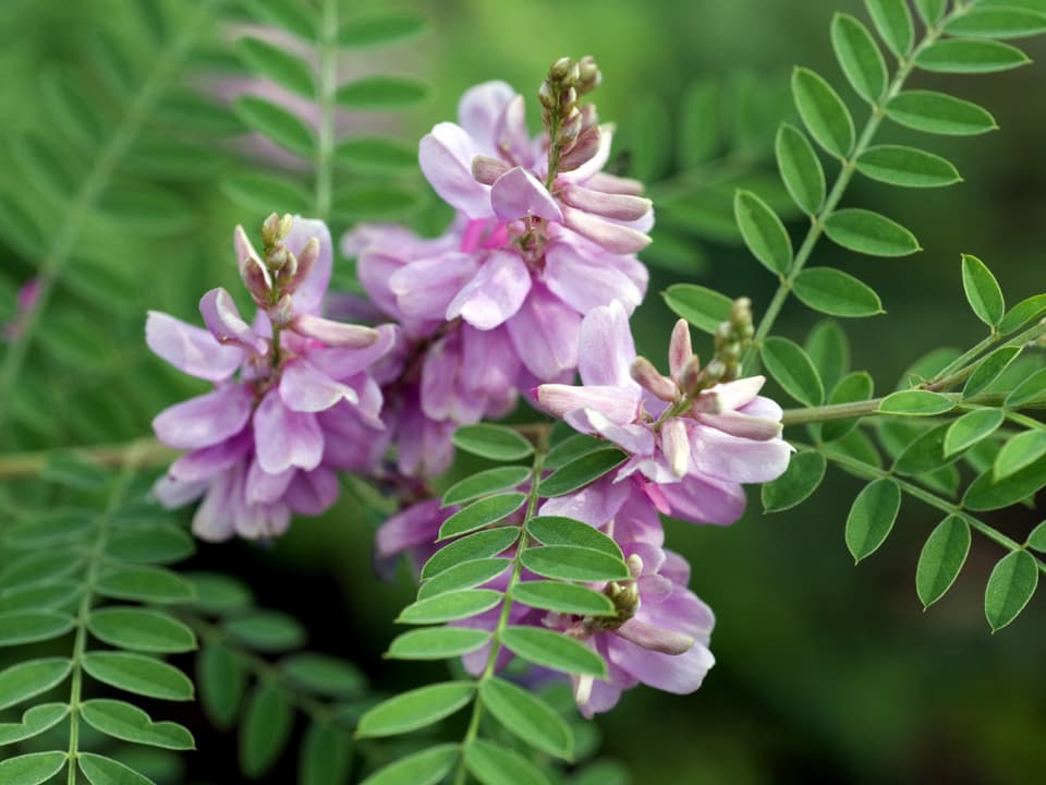 Lilafarbene Blüten der tropischen Indigopflanze