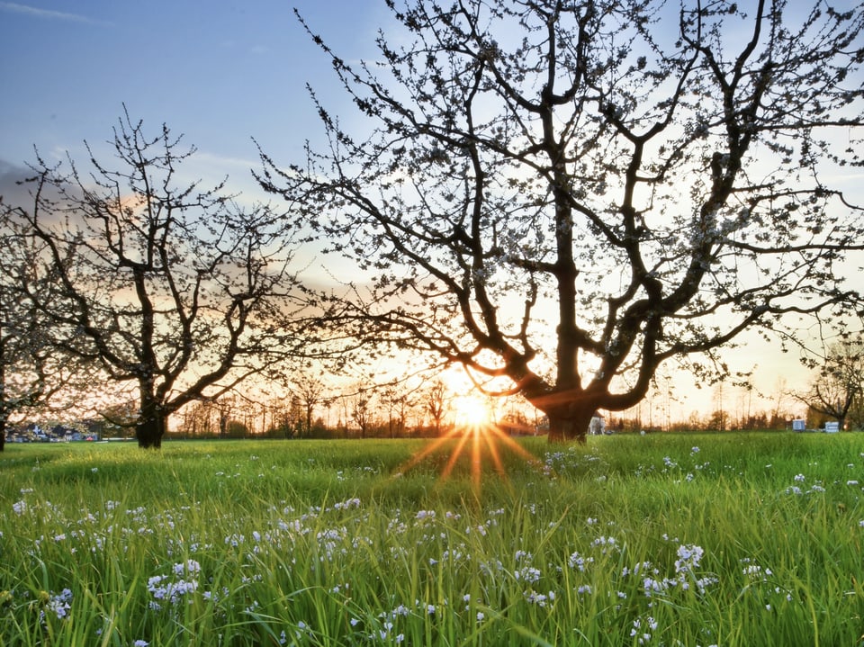 Grüne Wiese und zwei Bäume, am Horizont geht die Sonne unter