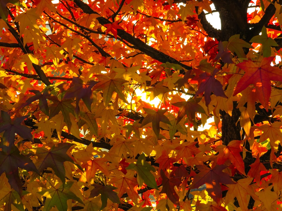 Zauberhafte Herbstfarben
