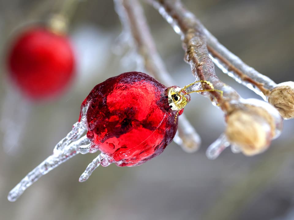 Eine rote Christbaumkugel ist mit Eis überzogen und steht in Sturmrichtung vom Baum ab.