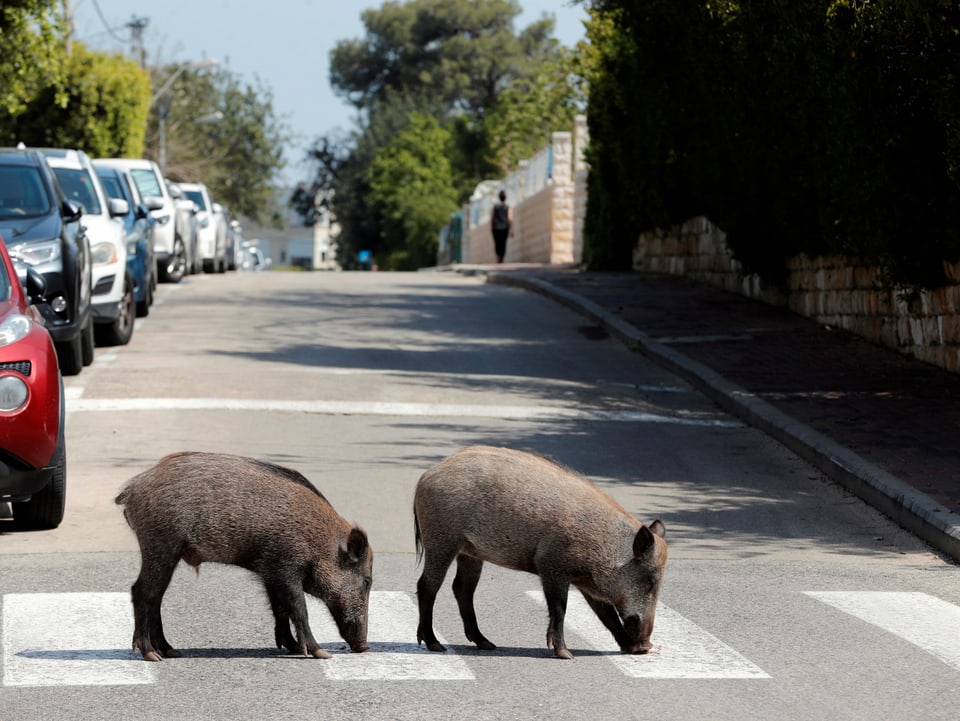 Wildschweine in Haifa