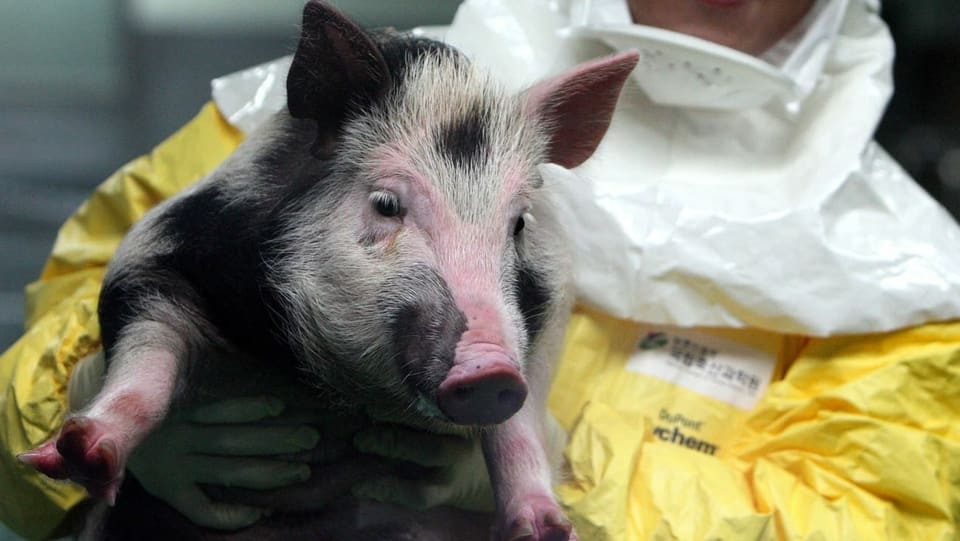 Koreanische Forscher mit Schwein, das für Transplantionsforschung gezüchtet wurde (2014)