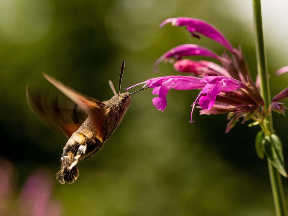 Insekt nahe an pinker Blume