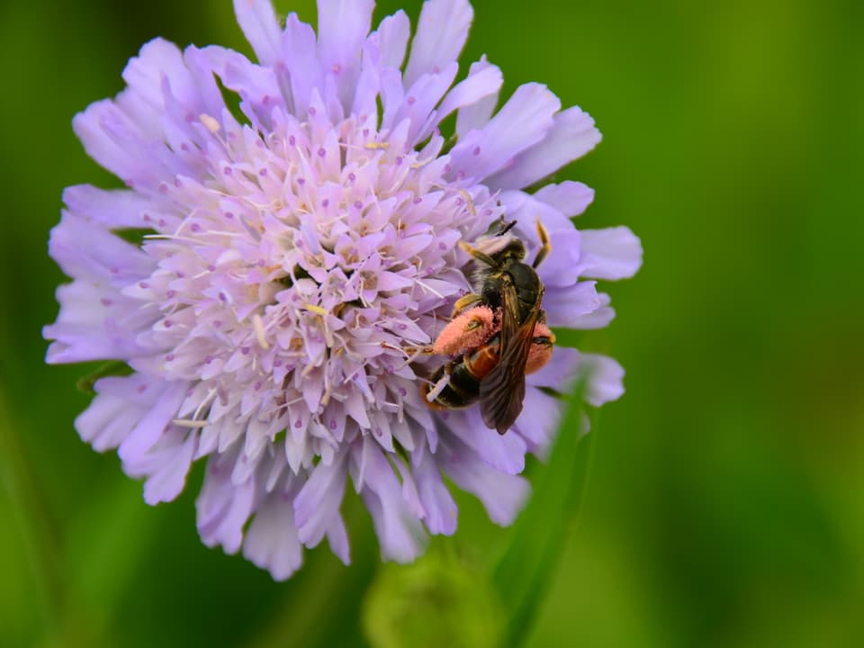Violette Blume in Grossaufnahme mit Biene darauf