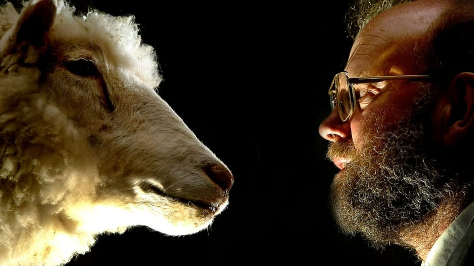 Ein Mann mit Brille und Bart im Profil. Er blickt dem ausgestopften Schaf in die Augen.