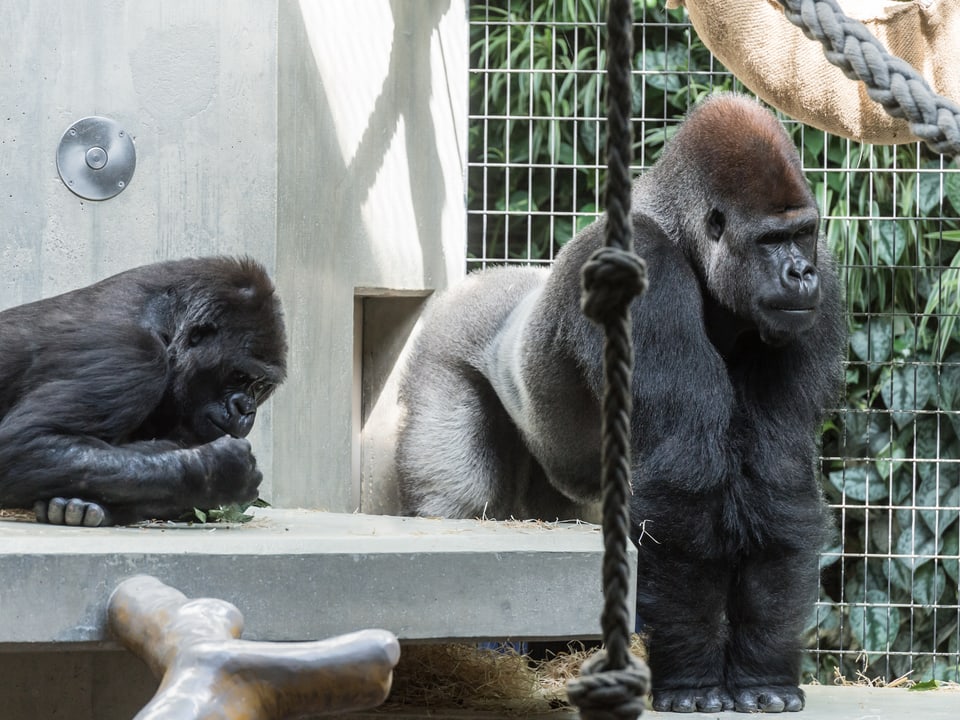 Gorilla M'Tongé mit Weibchen Joas im Gehege des Basler Zoos.