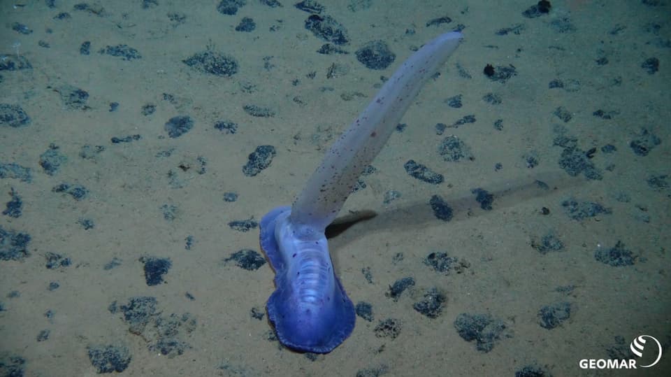 Ein blaues Tierchen wie eine Nacktschnecke mit einem langen Horn auf dem Meeresboden