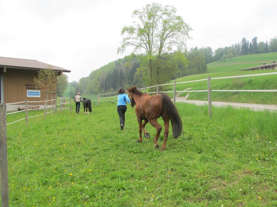 Jürg Oehninger hat mit dem Pony den Ausgang zur Koppel erreicht, Ann Schneider mit Pferd folgt ihm.