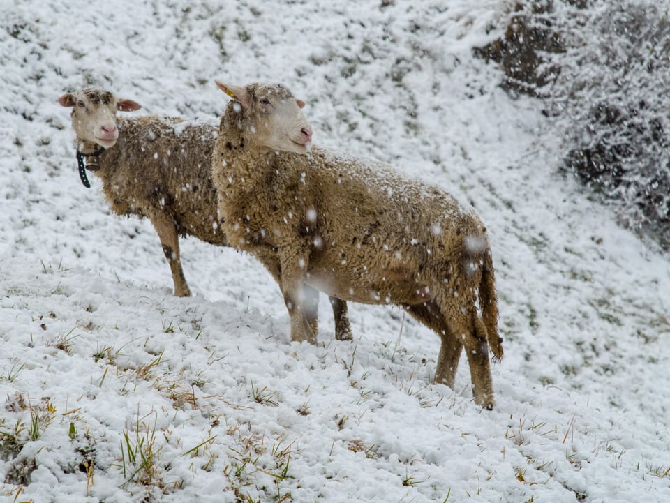 Zwei Schafe im Schneegestöber auf Wiese